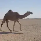 لبيع بكره حقه