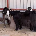عنزين عوارض صنف للبيع