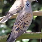 مطلوب قماري نزل