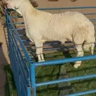 طلي حري فاخر ابرص صنف الصنف لأهل النوادر