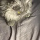 قطط