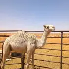 حشو بريات للبيع 3 مخاليل ومفرودين ( بكرة وقعود )
