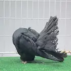 فانتيل رقاصي