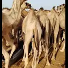 قعدان مفاريد السعر 2850