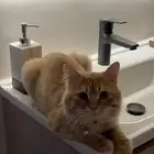 قط ذكر للتبني