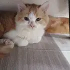 قط منقذ للتبني