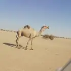 بعير للبيع وصل 4600