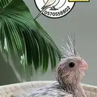 فرخ كوكاتيل