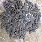 عوده التايقر الكمبودي عرض الوقيه 50 ريال والريحه والزبد شرط