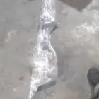 دودة دركسيون