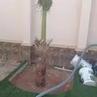 يوجد لدينا جميعا انوع انخيل الرياض المزحميه الدوادمي