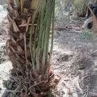 فسايل نخيل احجام طيبه ونوايع طيبه لبيع