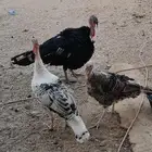 ديك رومي ودجاجتين