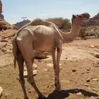جمل سوداني طابع الموقع الديسه