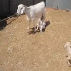 اعرض لكم عنز والد