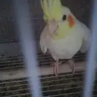 كروان حصلته ضايع