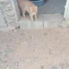 قطط ل التبني