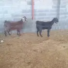 عنزين صنف دفع