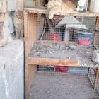 قطط ل التبني