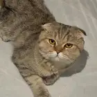 سكوتش فولد