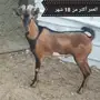  عرض على 5 من عيال ولد الوعل( مسفوط )