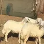 طليان جبره بسعر طيب