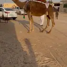 بكستانيه كفو حمرا القحه على ولد مشاكل ابوعجاريد للبيع حمر
