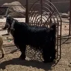 تيس اعراضي