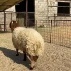 خروف نعيمي جبر