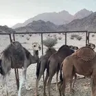 حشوان للبيع