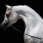 إيواء خيل