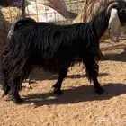 معزى للبيع