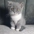 كتن صغيره