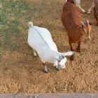 ذبايح شرورة البلدي