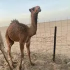 قعود أشعل هدب العمر 5شهور