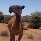 مفروده طيبية للبيع صفراء دبيانية