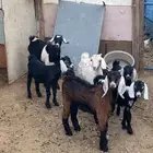 معزا حبص بعيالها