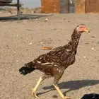 دجاجه سنديه منتجه شرط