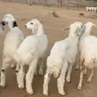 بهم طرف وشعره