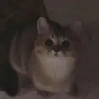 قط British Shorthair بيور   ذكر معق م   عمر سنة و7 شهور