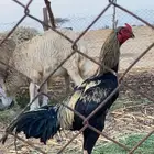 ديك باكستاني سندي مستوى توب التوب