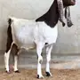 مشاريك دفيع على رمز