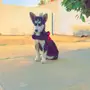 هاسكي أنثى - فرصة ذهبية!