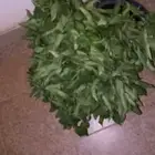 فلفل شقراء