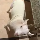 ماعز اسمها هايدي للبيع
