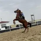 حصان عمره 5سنوات ابو عربي اصيل مكس