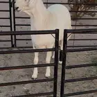 مشروع فحل حري فاخر