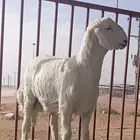 حري صنف فحل