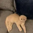فندقة قطط عروض حصريه ومميزه