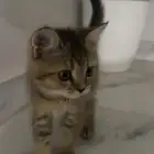 سكوتش